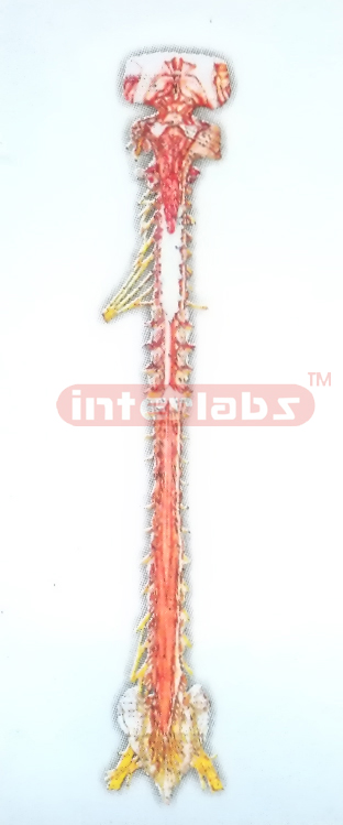 MIDBRAIN-MEDULLA OBLONGATA AND SPINAL CORD (POSTERIOR VIEW)